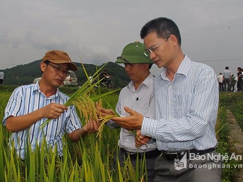 Doanh thu các Cánh đồng lớn tăng từ 22- 28% so với sản xuất đại trà