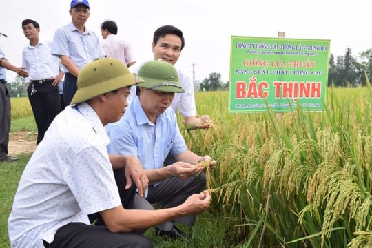Nhân rộng mô hình giống lúa Bắc Thịnh trên các vùng sản xuất