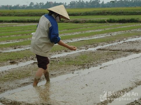 Diễn Châu gấp rút vào vụ hè thu với 6.000 ha lúa chất lượng cao