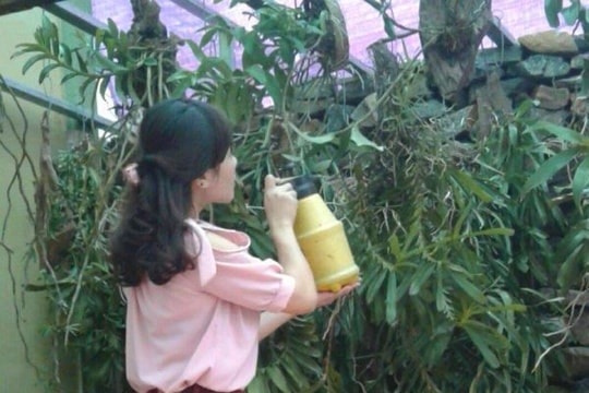 Lan rừng, tinh dầu dược liệu Quế Phong được ươm mầm khởi nghiệp