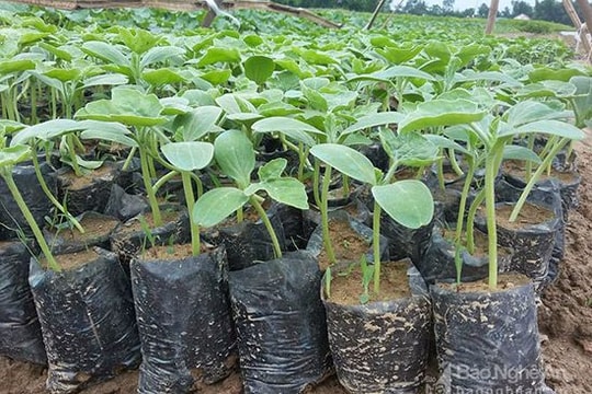 Nghi Lộc gieo trồng 100 ha dưa hấu hè thu