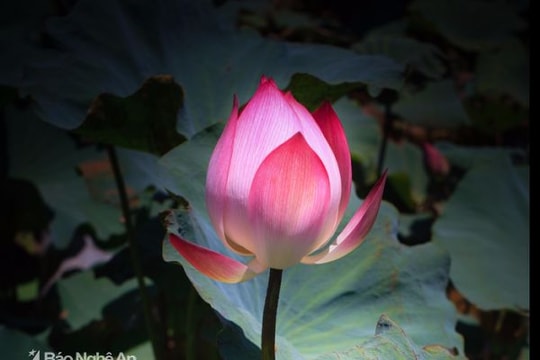 Về thăm quê Bác tháng Năm