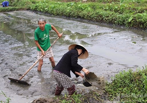 Chuyện lạ: Gieo mạ giữa ao rau muống ở Thanh Chương