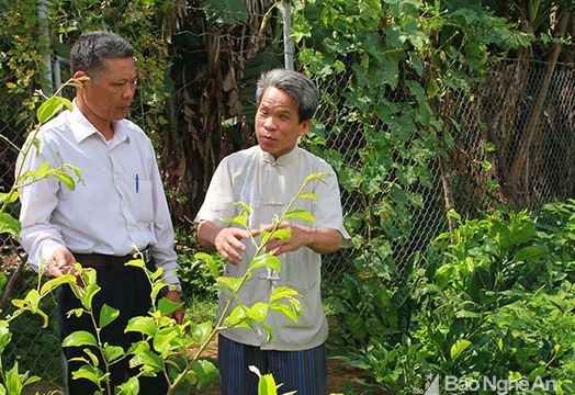 Chuyện người đàn ông giải lời nguyền 'người mù trồng cây gì cũng chết'