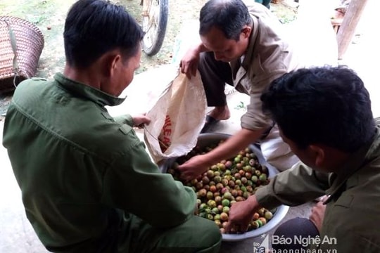 Bất thường thương lái thu mua mận non với giá cao ở Kỳ Sơn