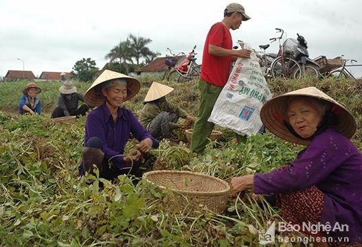 Diễn Châu giá lạc giảm mạnh