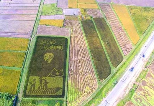 Độc đáo hình ảnh Bác Hồ trên cánh đồng lúa ở Nghệ An