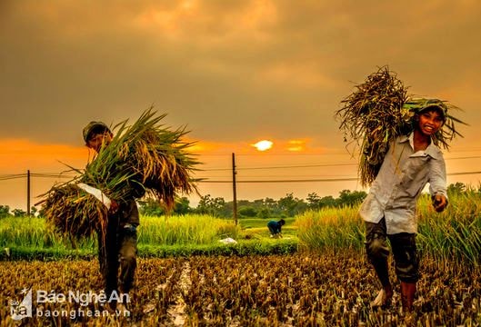 Chiêm ngưỡng 'bức hoạ' trên cánh đồng hơn 75 tạ/ha