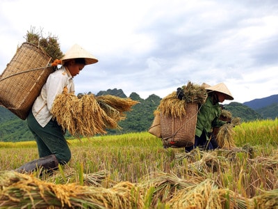 Qua những cánh đồng vàng miền Tây
