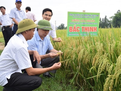 Giống lúa Bắc Thịnh năng suất cao, ít sâu bệnh