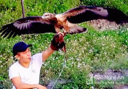 Xem 'dân chơi' xứ Nghệ huấn luyện đại bàng trị giá hàng chục triệu đồng