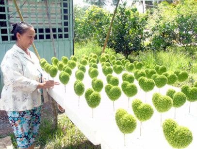 Trồng cỏ 'may mắn' thu hàng chục triệu đồng mỗi tháng