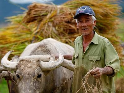 Mùa gặt trên đồng quê Thanh Chương