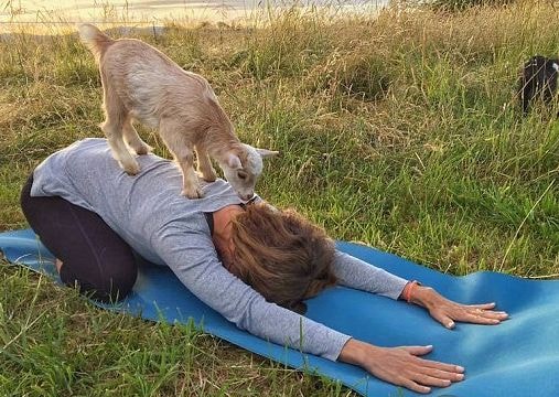 Độc đáo lớp tập yoga với dê