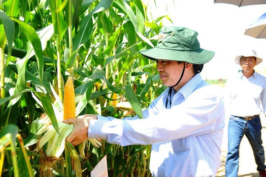 Quỳnh Lưu: Trồng ngô ngọt lãi 3 triệu đồng/sào