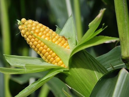 Những hiểu lầm cần biết về ngô ngọt