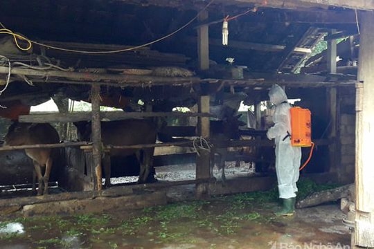Quỳ Hợp xuất hiện dịch bệnh lở mồm long móng ở gia súc