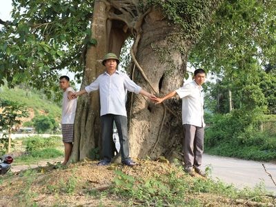 Cây đa 3 nhánh trên 400 năm tuổi ở Nghệ An