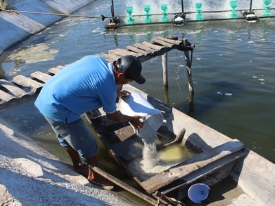 'Bốn không' trong phòng chống dịch bệnh cho tôm