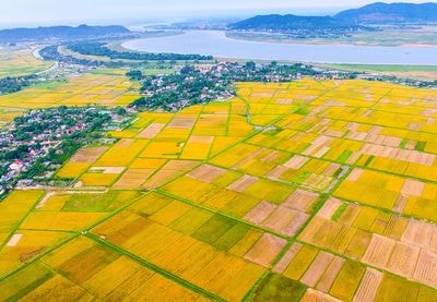 Bức họa đồng quê mùa gặt