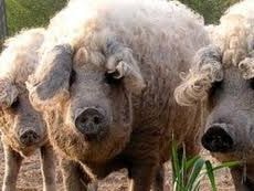 Món thịt lợn ngon nhất thế giới ở Hungary