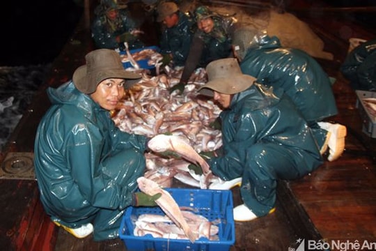 Một ngày đánh cá, tàu của ngư dân Nghệ An kiếm 30 triệu đồng