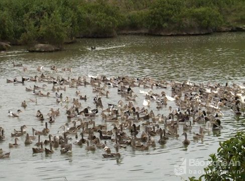 Quỳ Châu: 9 tỷ đồng khôi phục đàn vịt bầu Quỳ