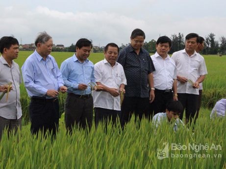 Những giống lúa đạt năng suất 75-80 tạ/ha của Tổng Công ty Vật tư NN Nghệ An