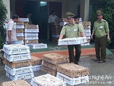 Thu giữ 11 ngàn con gia cầm giống không rõ nguồn gốc