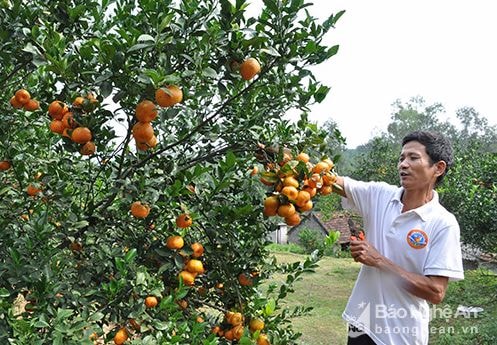 Ngân hàng cần tạo điều kiện để chủ trang trại vay vốn