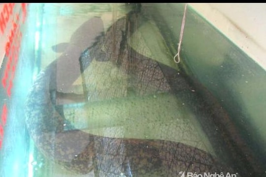 Nông dân bắt được cặp cá lệch 'khủng' trên Sông Lam