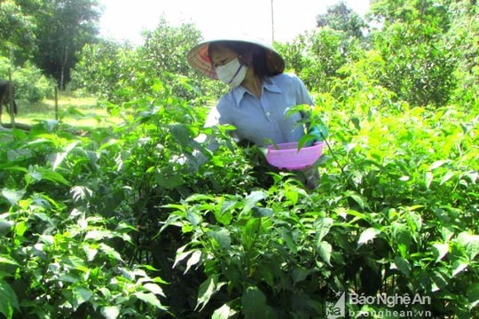 Hái ớt rừng kiếm tiền triệu