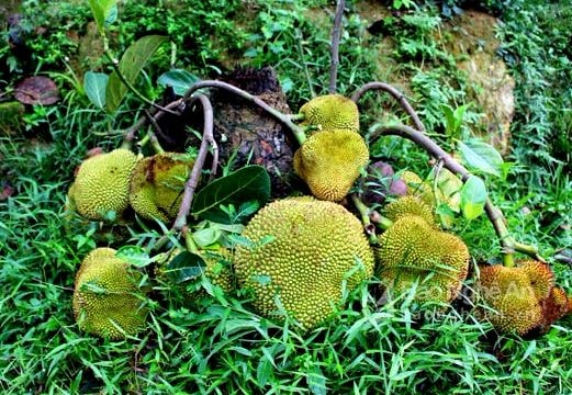 Nghệ An: Xôn xao gốc mít lạ bị chặt thân cây, bỗng ra quả chi chít