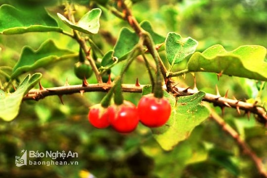 Chính sách đặc thù cho nuôi trồng, khai thác dược liệu