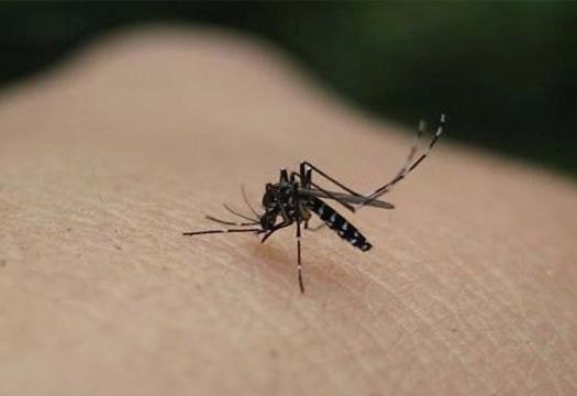 Người béo bị muỗi đốt nhiều hơn người khác