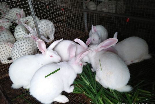 Tiếp tục khơi dậy khí thế làm ăn ở những xã NTM