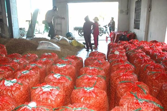 Diễn Châu sôi động mùa xáo lạc