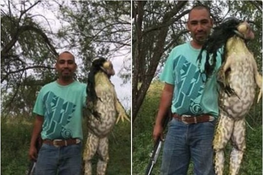 Mỹ: Bắt được ếch 'quái vật' khổng lồ chưa từng thấy