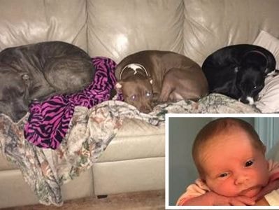 Không có ai trông coi, bé gái 3 tuần tuổi bị chó nhà cắn tử vong