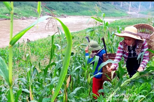'Mót' bãi bồi ven hồ thủy điện để trồng ngô