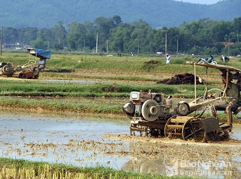 Đô Lương gieo cấy 7.300 ha lúa hè thu
