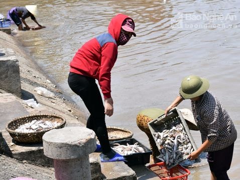 Thiếu nguồn nước cho cảng cá Lạch Vạn?