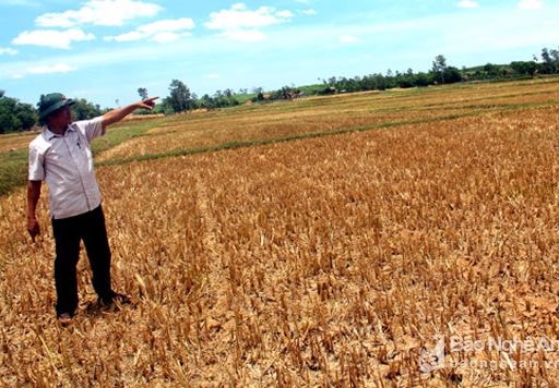 Nghệ An: Chuyển đổi hơn 2.400 ha đất lúa kém hiệu quả sang trồng màu