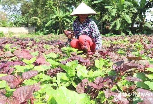 Nông dân tăng thu nhập trong mùa hè từ các loại rau mát