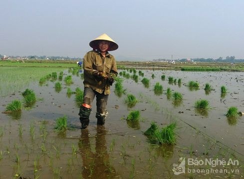 Hỗ trợ 50% giá giống lúa hè thu vùng sâu trũng
