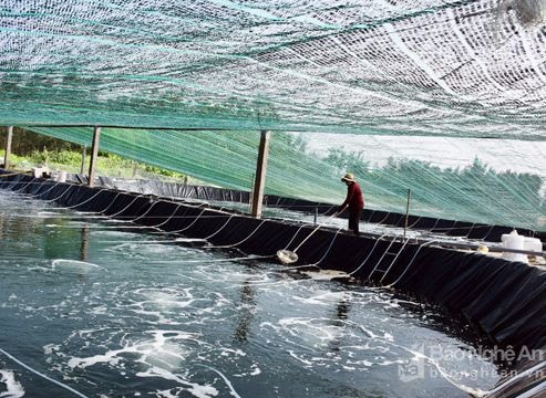 Giảm được 30% nhiệt độ khi làm mái che chống nóng cho tôm