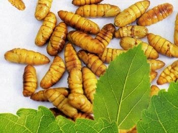 Nhộng tằm - Vị thuốc tốt cho trẻ nhỏ