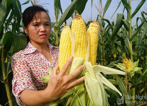 Thanh Chương: Ngô ngọt vụ đầu tiên bán hết ngay tại ruộng