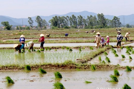Nông dân Nghệ An chạy đua với thời vụ giữa trời nắng nóng