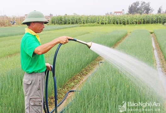 Nông dân 'căng mình' dưới nắng chống nóng cho rau màu